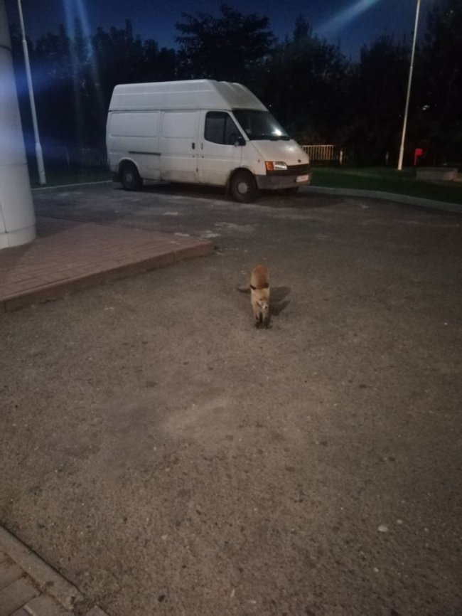 У місті на Волині на АЗС часто помічають маленького лиса. ФОТО