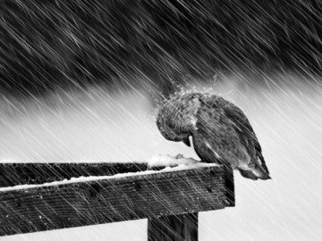 Волинян попереджують про сильний дощ та штормовий вітер