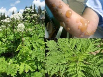 Де у Луцьку росте борщівник Сосновського і як з ним борються