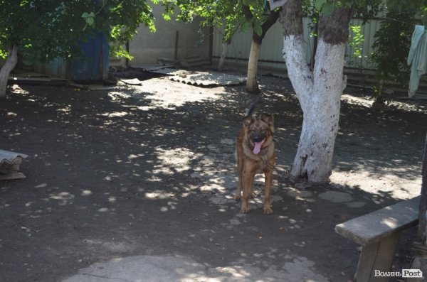 Собаці теж прийшлося не солодко