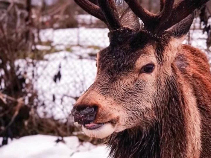 На Рівненщині водійка збила оленя, який має канал у TikTok та відомий відеороликами