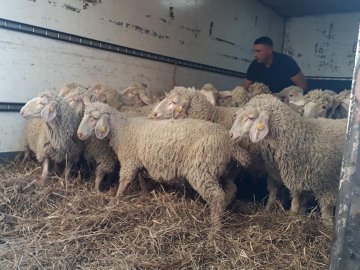 Фермер з Волині отримав овець, яких він виграв на шоу «Громада на мільйон». ФОТО