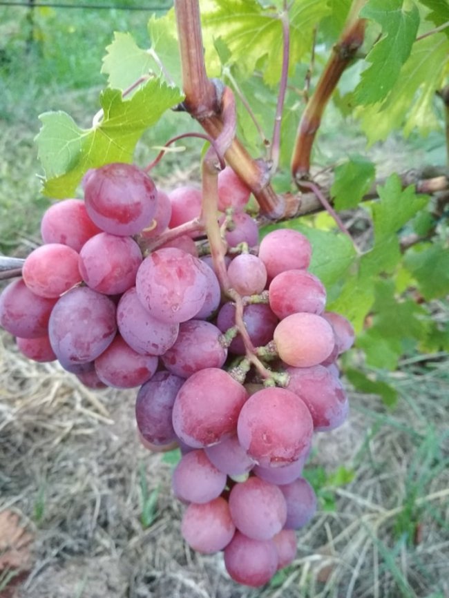 Садівник з Волині вирощує виноград, фісташки і пасифлору 