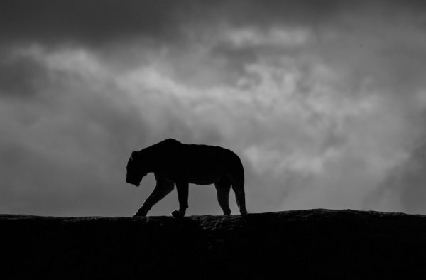 Силует левиці на гірському хребті в Серенгеті, в Танзанії. (Фото: James Kobacker / National Geographic Traveler Photo Contest)