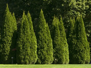 Засудили волинян, які вкрали туї біля пам'ятника «Загиблим героям односельцям»