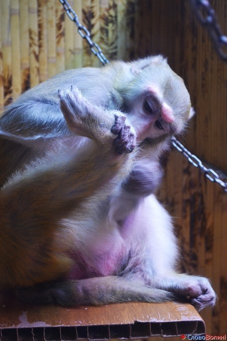 У Луцьку ‒ виставка мавп. ФОТО. ВІДЕО