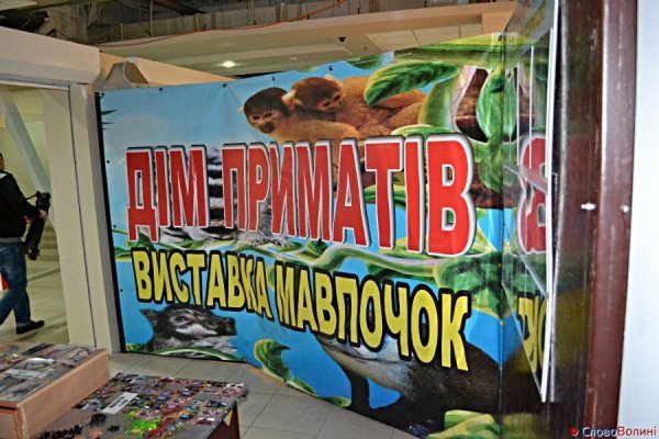 У Луцьку ‒ виставка мавп. ФОТО. ВІДЕО