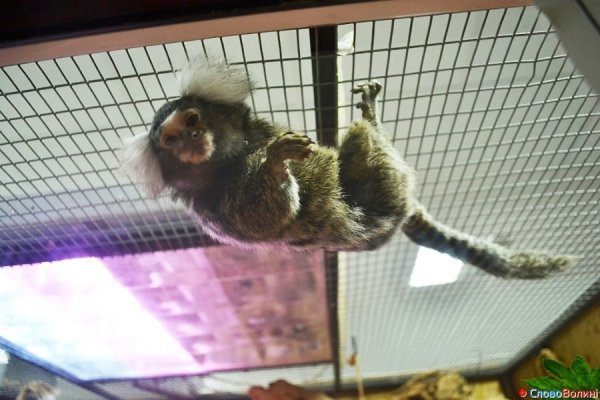 У Луцьку ‒ виставка мавп. ФОТО. ВІДЕО