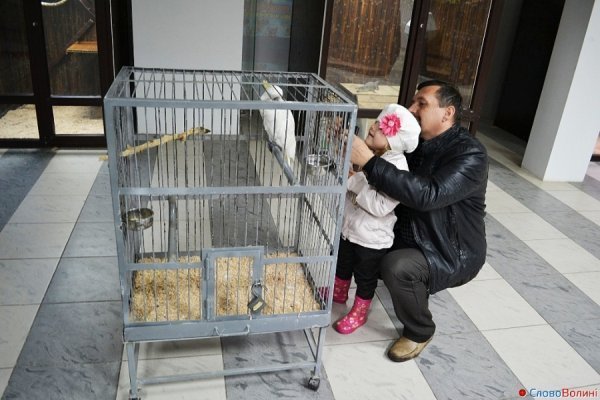 У Луцьку ‒ виставка мавп. ФОТО. ВІДЕО