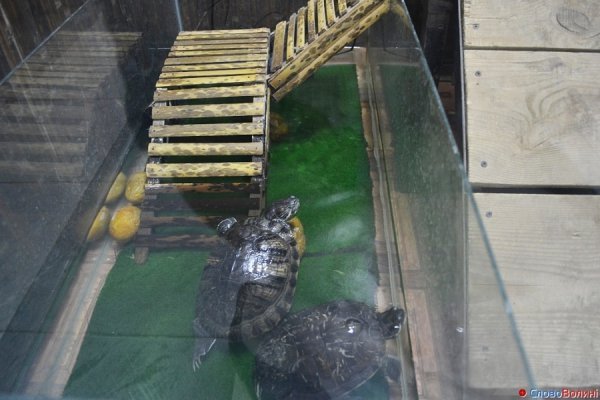 У Луцьку ‒ виставка мавп. ФОТО. ВІДЕО