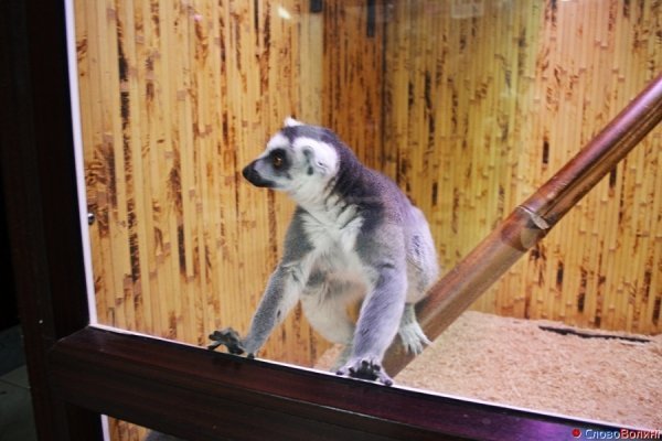 У Луцьку ‒ виставка мавп. ФОТО. ВІДЕО