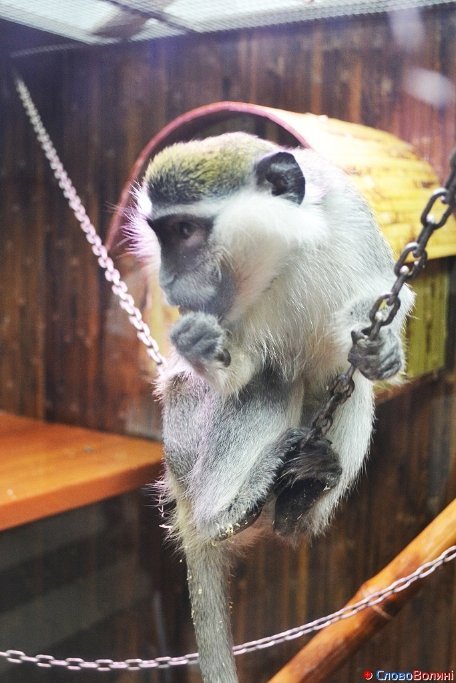 У Луцьку ‒ виставка мавп. ФОТО. ВІДЕО