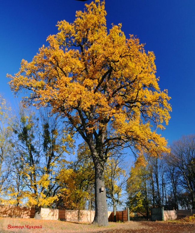 Неймовірні дуби у селі під Луцьком стали зірками фотосесії митця