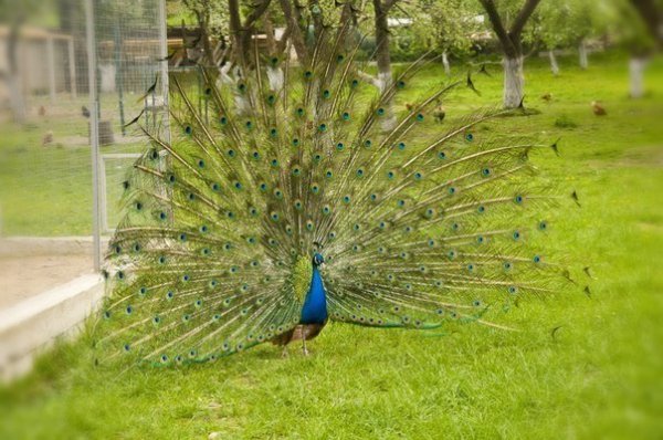 Фотовиставка: Роман Поліщук