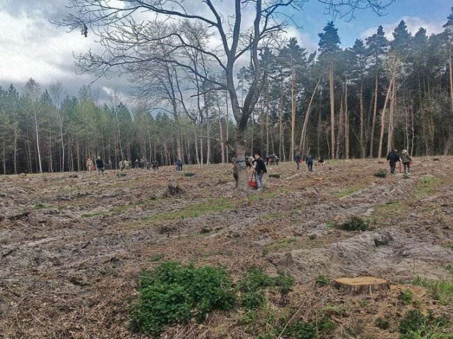 На честь воїнів, які загинули  в боях за Україну: на Волині висадили «Ліс пам’яті»