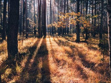 Волинський нацпарк показав неймовірні фото «легень планети» у різні пори року