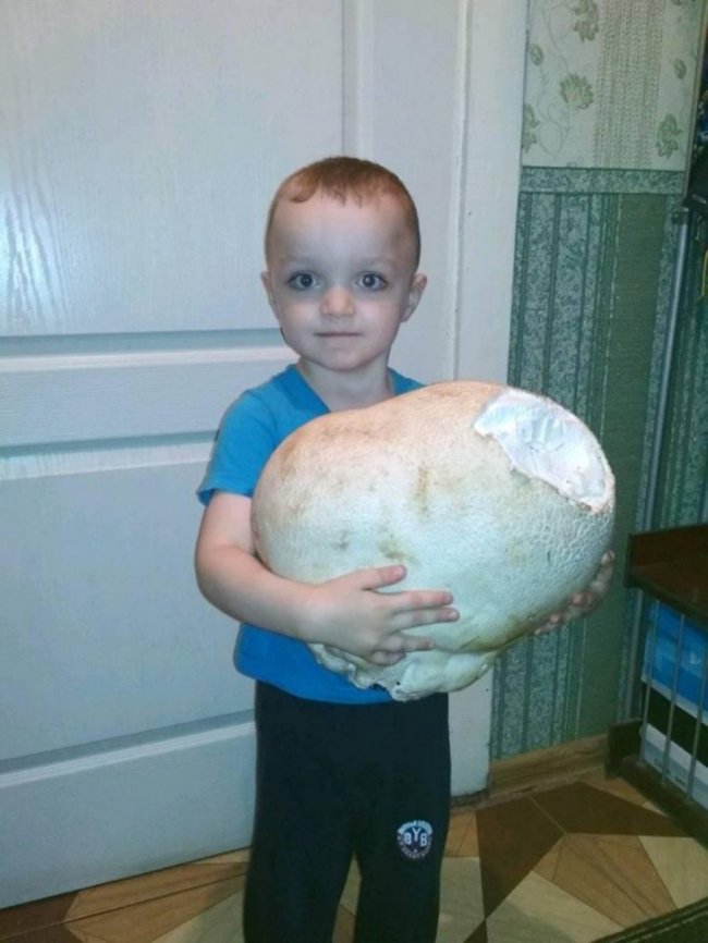 У селі на Волині знайшли гриба-гіганта. ФОТО