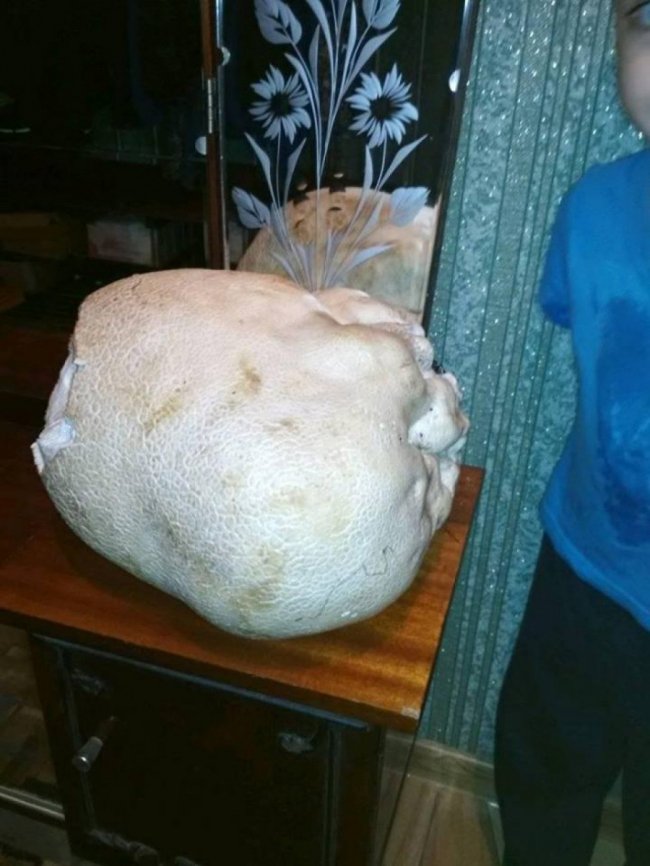 У селі на Волині знайшли гриба-гіганта. ФОТО