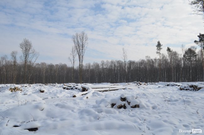 Лісівники показали, як підкорюють волинські джунглі. ФОТО