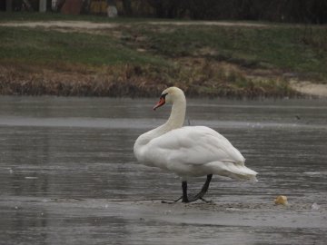 В ополонці волинського озера залишилися лебеді-шипуни. ФОТО