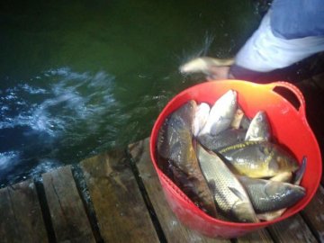 У волинське озеро випустили майже пів тонни риби. ФОТО