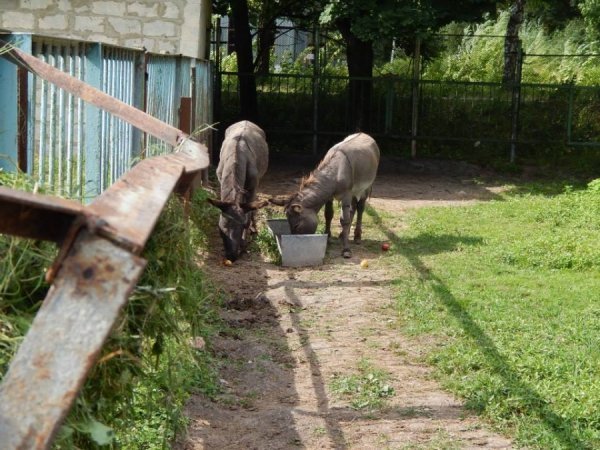 Благодійник подарував луцькому зоопарку дві тонни яблук