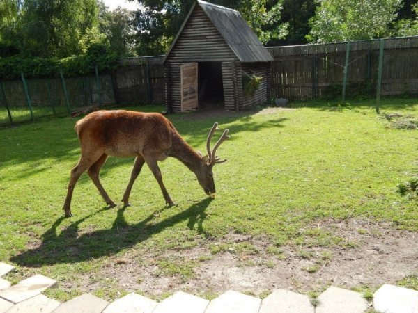 Благодійник подарував луцькому зоопарку дві тонни яблук