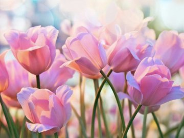 Як луцький ЦНАП працюватиме у святкові дні березня