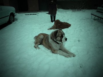 Мікрорайон Луцька дві доби тероризував пес