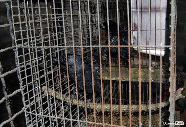 Як гріються тварини у Луцькому зоопарку. ФОТО