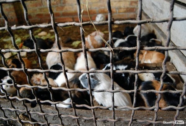 Як гріються тварини у Луцькому зоопарку. ФОТО