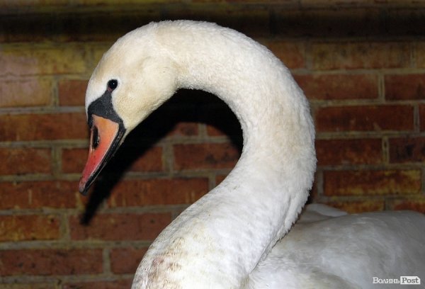 Як гріються тварини у Луцькому зоопарку. ФОТО