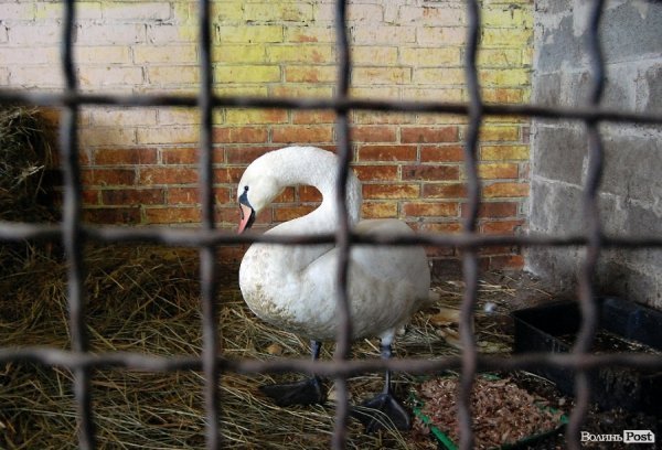 Як гріються тварини у Луцькому зоопарку. ФОТО