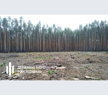 ДБР: на Волині організували незаконні рубки лісу на десятки мільйонів