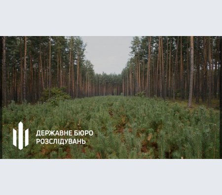 ДБР: на Волині організували незаконні рубки лісу на десятки мільйонів