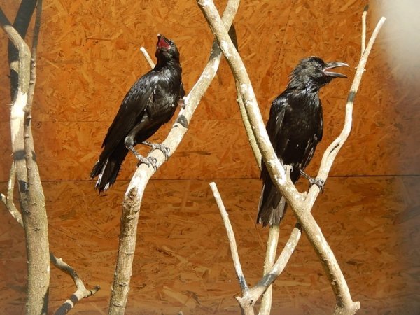 У Луцькому зоопарку оновили вольєри. ФОТО