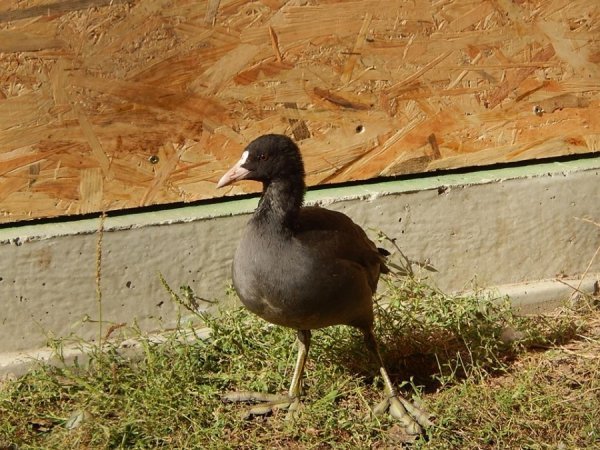 У Луцькому зоопарку оновили вольєри. ФОТО