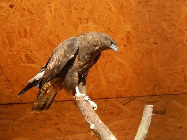 У Луцькому зоопарку оновили вольєри. ФОТО