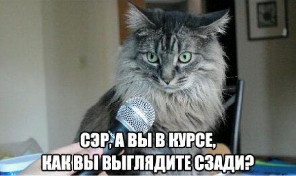 Інтернет жартує з Путіна і його малюнку кішки. ФОТО