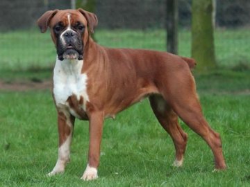 У Луцьку боксер кусав перехожого