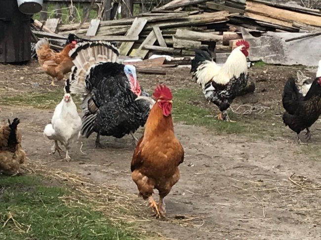 Волинянка розводить курей, що несуть кольорові яйця. ФОТО