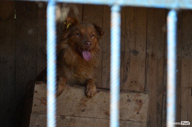 Показали умови, у яких живуть тварини в луцькій «Ласці». ФОТО