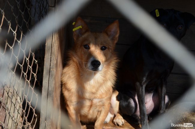 Показали умови, у яких живуть тварини в луцькій «Ласці». ФОТО