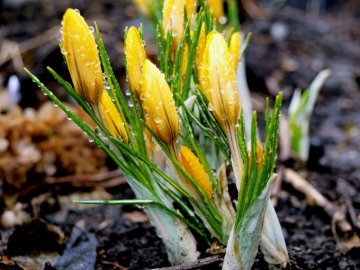 Погода у Луцьку та Волинській області на п'ятницю, 16 квітня