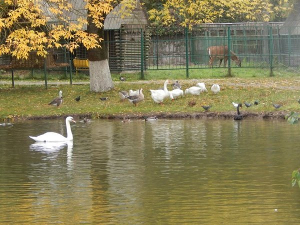 Як дружать жителі Луцького зоопарку. ФОТО