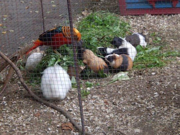 Як дружать жителі Луцького зоопарку. ФОТО