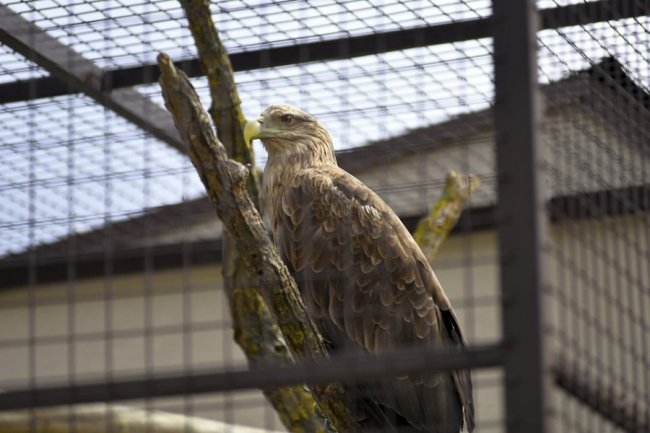 У луцькому зоопарку побудували вольєр за кошти від продажу квитків. ФОТО