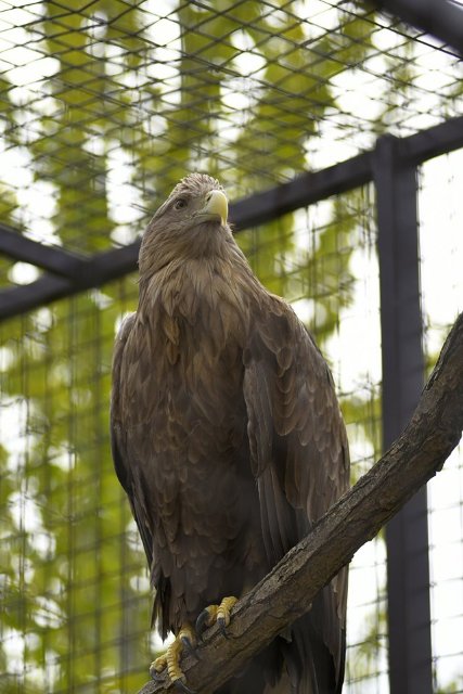 У луцькому зоопарку побудували вольєр за кошти від продажу квитків. ФОТО