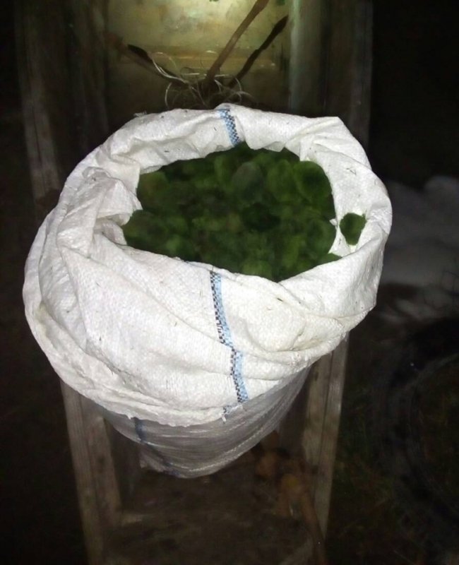 На Волині впіймали браконьєрів, які збирали водорості для очищення води