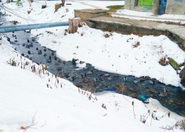 Сапалаївку у Луцьку «окупували» качки